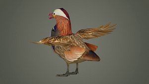 bird duck mandarin colorful beautiful nature animal 3D