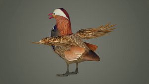 bird duck mandarin colorful beautiful nature animal