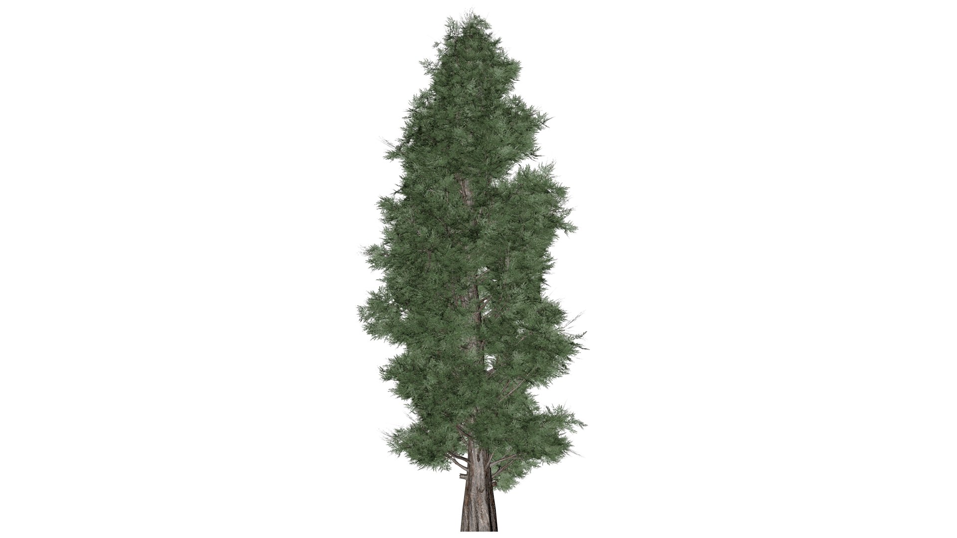 Eastern Red Cedar Tree - 08 - 3D - TurboSquid 2373446