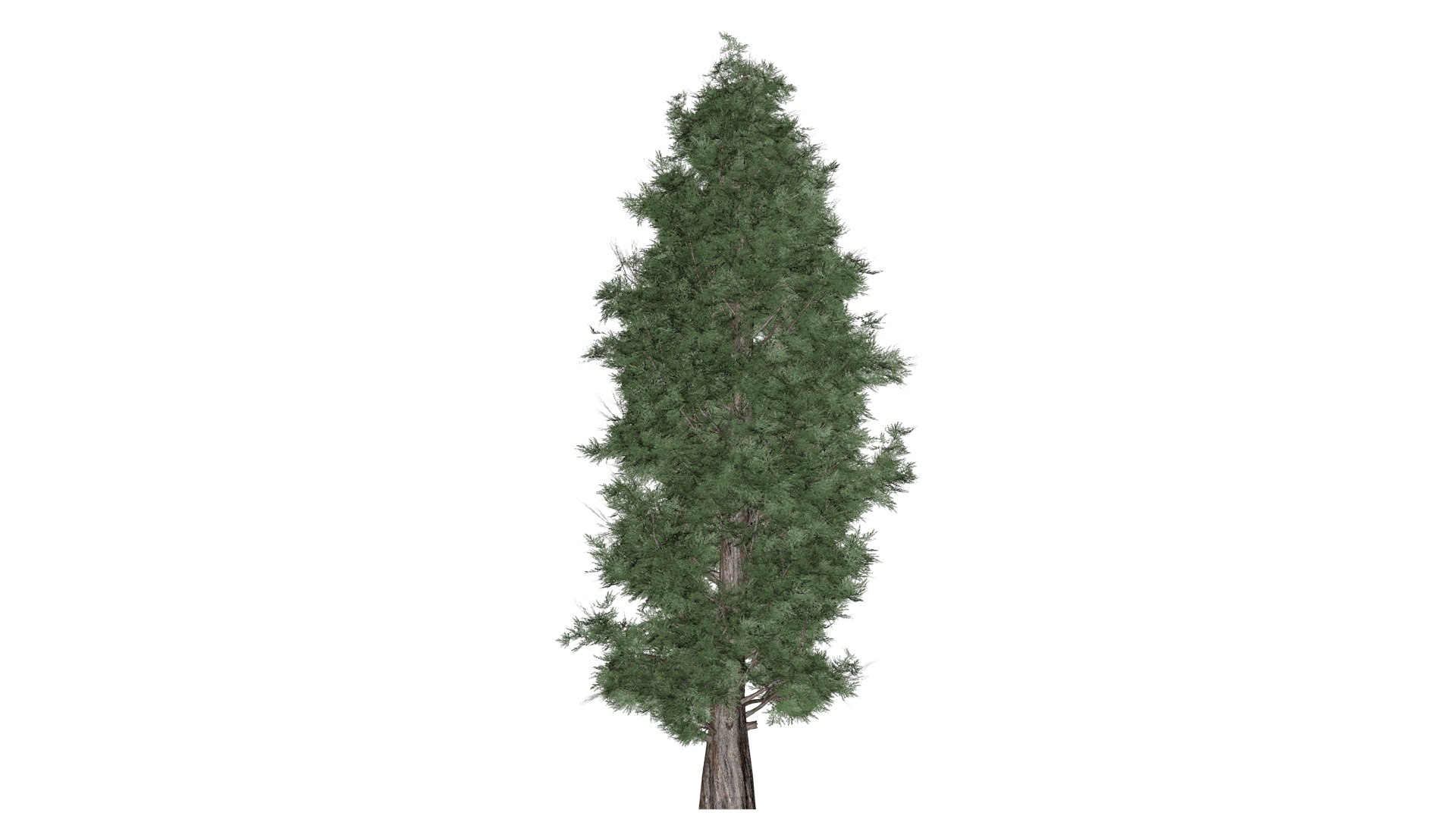 Eastern Red Cedar Tree - 08 - 3D - TurboSquid 2373446