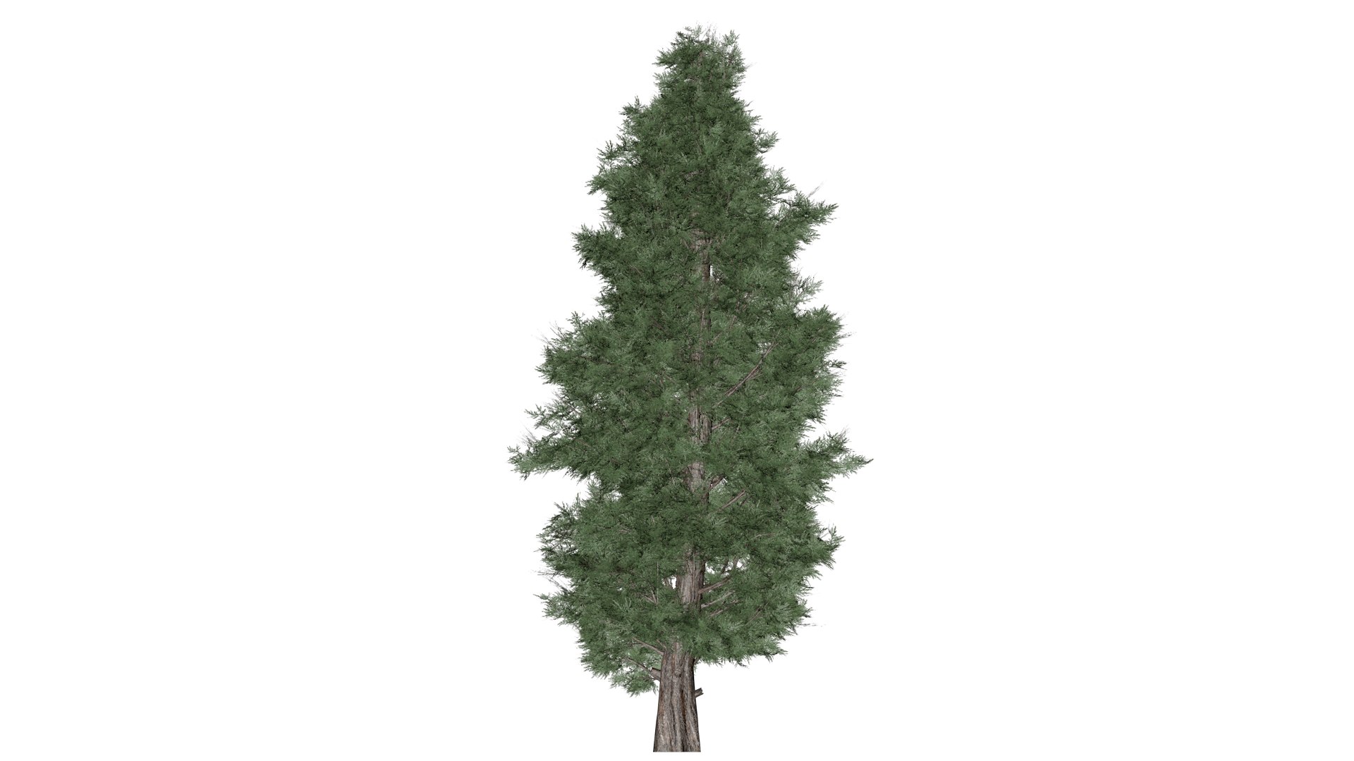 Eastern Red Cedar Tree - 08 - 3D - TurboSquid 2373446