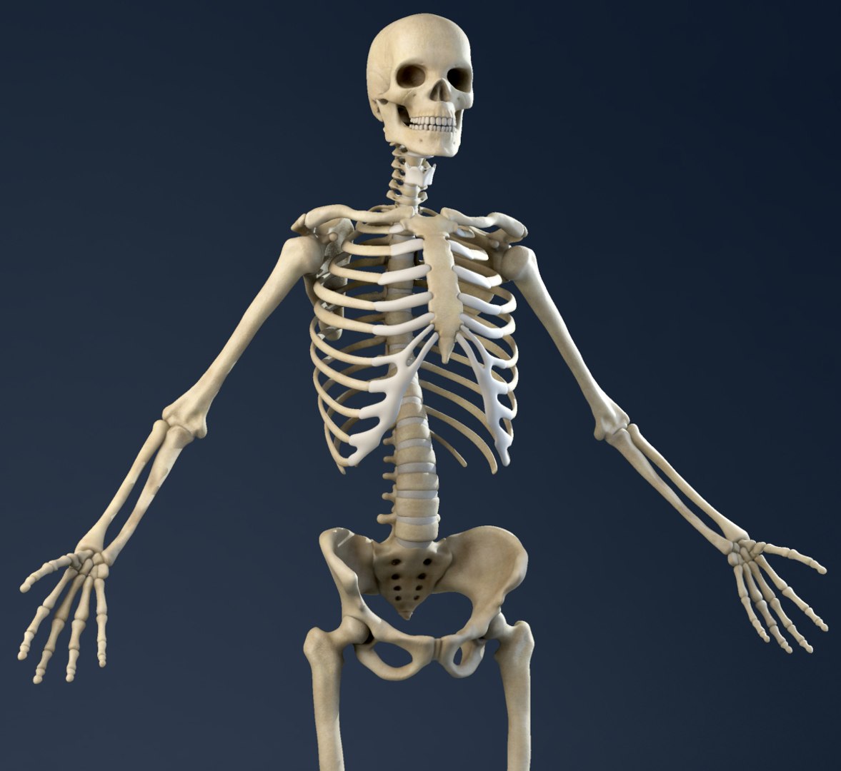 Скелет анатомия. Макет "скелет человека" 45см. 3д модель скелета человека blender. Человеческий скелет. Скелет 3d.