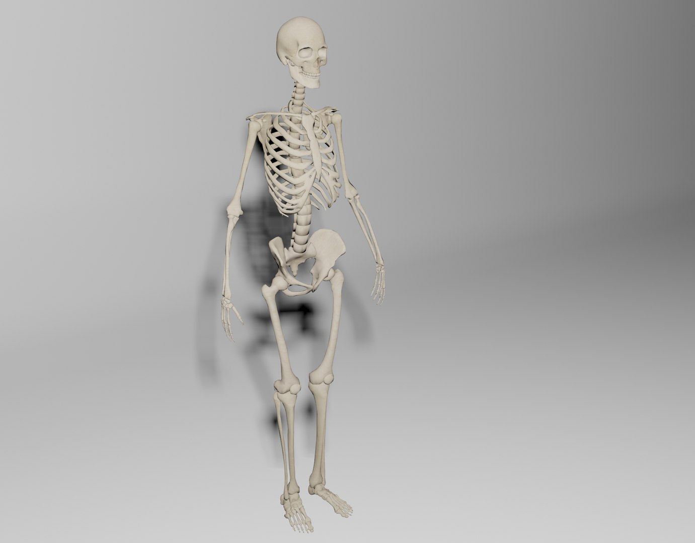 rigged skelet 3d model https://p.turbosquid.com/ts-thumb/9o/632xjV/44jasNGf/1/jpg/1426525406/1920x1080/fit_q87/af280e55c9b627fec749f5d25f2b29e12aad055e/1.jpg