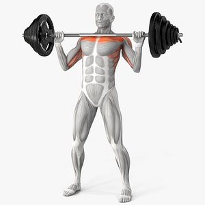 3D Male Muscular System Shoulder Press