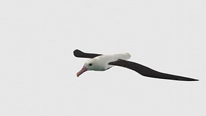 Low Poly Albatross Rigged With Realistic Texture 3D model