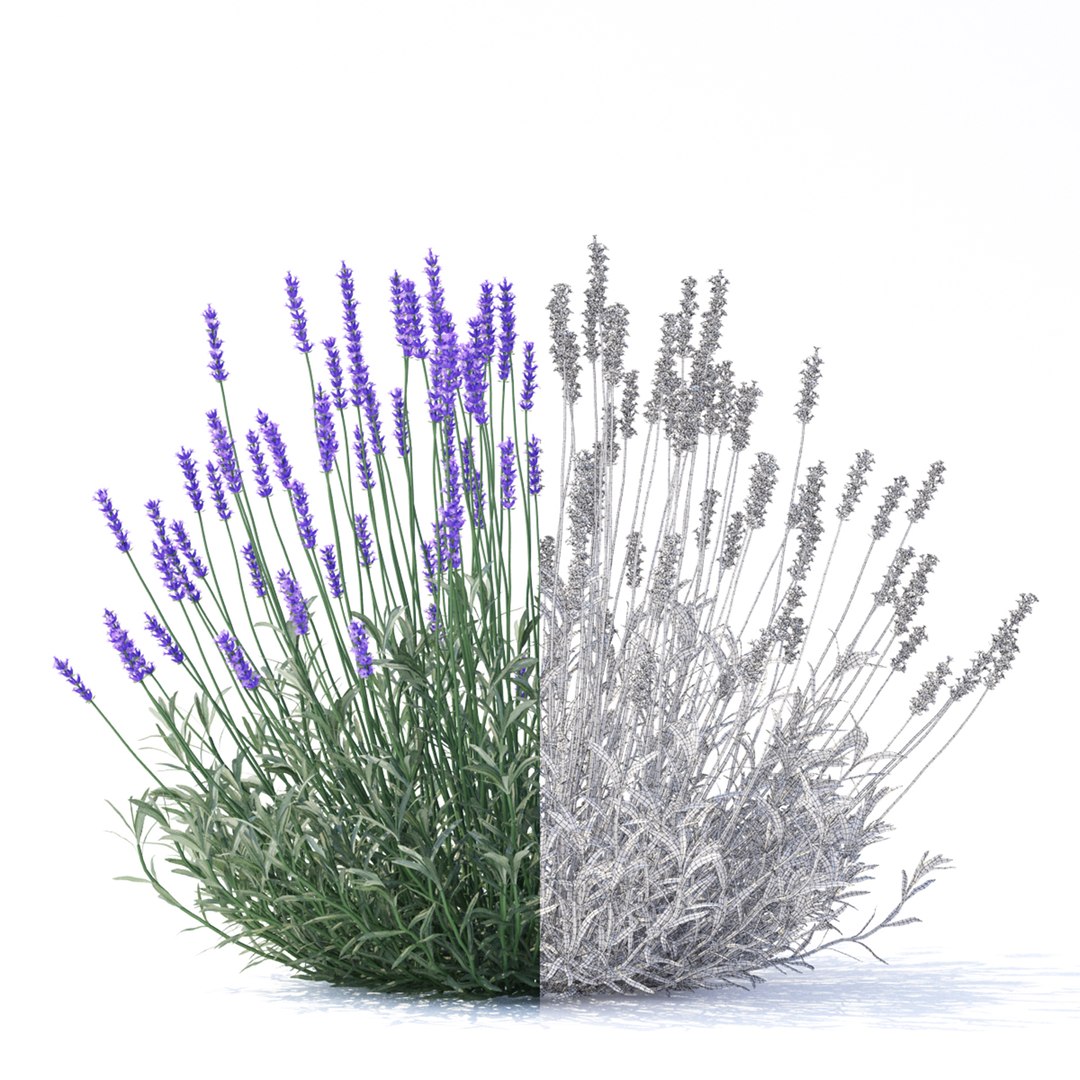 Lavandula angustifolia flower model https://p.turbosquid.com/ts-thumb/9o/ORYXmy/2e/lavandula_angustifolia_preview_02_1920x1920/jpg/1649168441/1920x1080/fit_q87/f7f478b6abd7ecbd3cf494c9af855a56ea621ad6/lavandula_angustifolia_preview_02_1920x1920.jpg