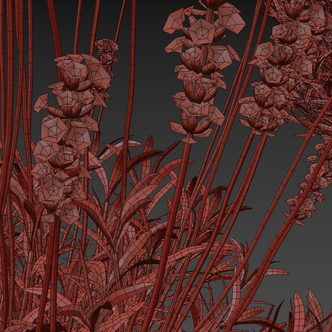Lavandula angustifolia flower model https://p.turbosquid.com/ts-thumb/9o/ORYXmy/9C/lavandula_angustifolia_preview_03_1920/jpg/1649504833/1920x1080/fit_q87/81ffd130aea3b6127a32195dcf073e5b24d21dc8/lavandula_angustifolia_preview_03_1920.jpg