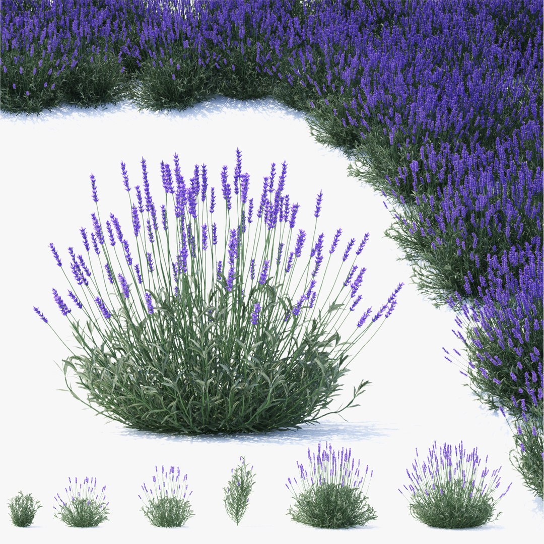 Lavandula angustifolia flower model https://p.turbosquid.com/ts-thumb/9o/ORYXmy/9E/lavandula_angustifolia_preview_01_247/jpg/1650454671/1920x1080/fit_q87/253045449087c2008143c64a74922189152d18c3/lavandula_angustifolia_preview_01_247.jpg