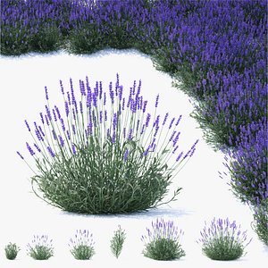 3D Postcard 324ML Lavender Flowers 