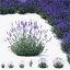 Lavandula angustifolia flower