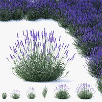 Lavandula angustifolia flower
