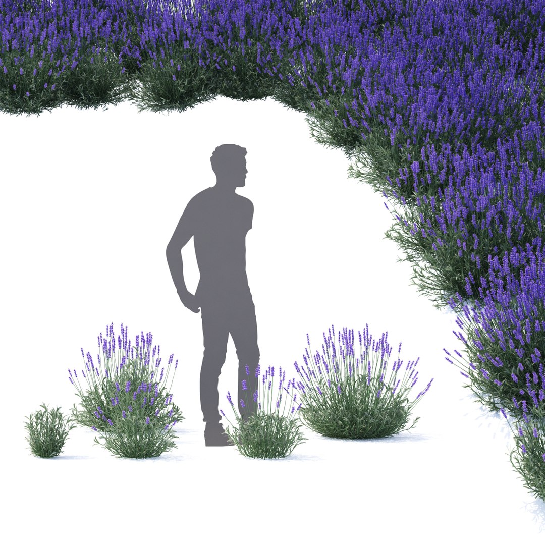 Lavandula angustifolia flower model https://p.turbosquid.com/ts-thumb/9o/ORYXmy/B0/lavandula_angustifolia_view_01_1920x1920/jpg/1649168184/1920x1080/fit_q87/1a27f700365fd9f3e9b09defd251b1db2a3188f2/lavandula_angustifolia_view_01_1920x1920.jpg