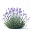 Lavandula angustifolia flower