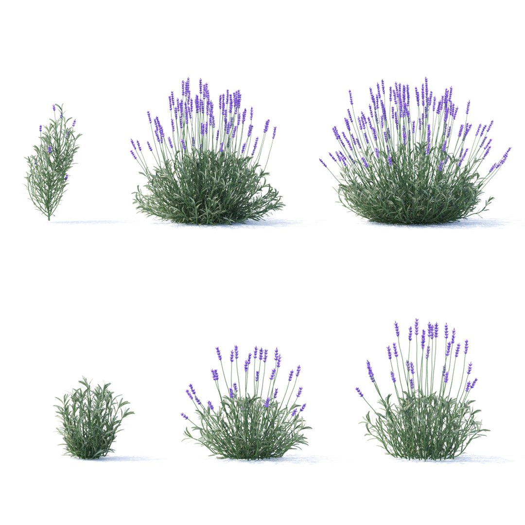 Lavandula angustifolia flower model https://p.turbosquid.com/ts-thumb/9o/ORYXmy/Qh/lavandula_angustifolia_preview_04_1920/jpg/1649168183/1920x1080/fit_q87/ca169dab280778ef20c3efd41559f0710362817c/lavandula_angustifolia_preview_04_1920.jpg