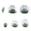 Lavandula angustifolia flower