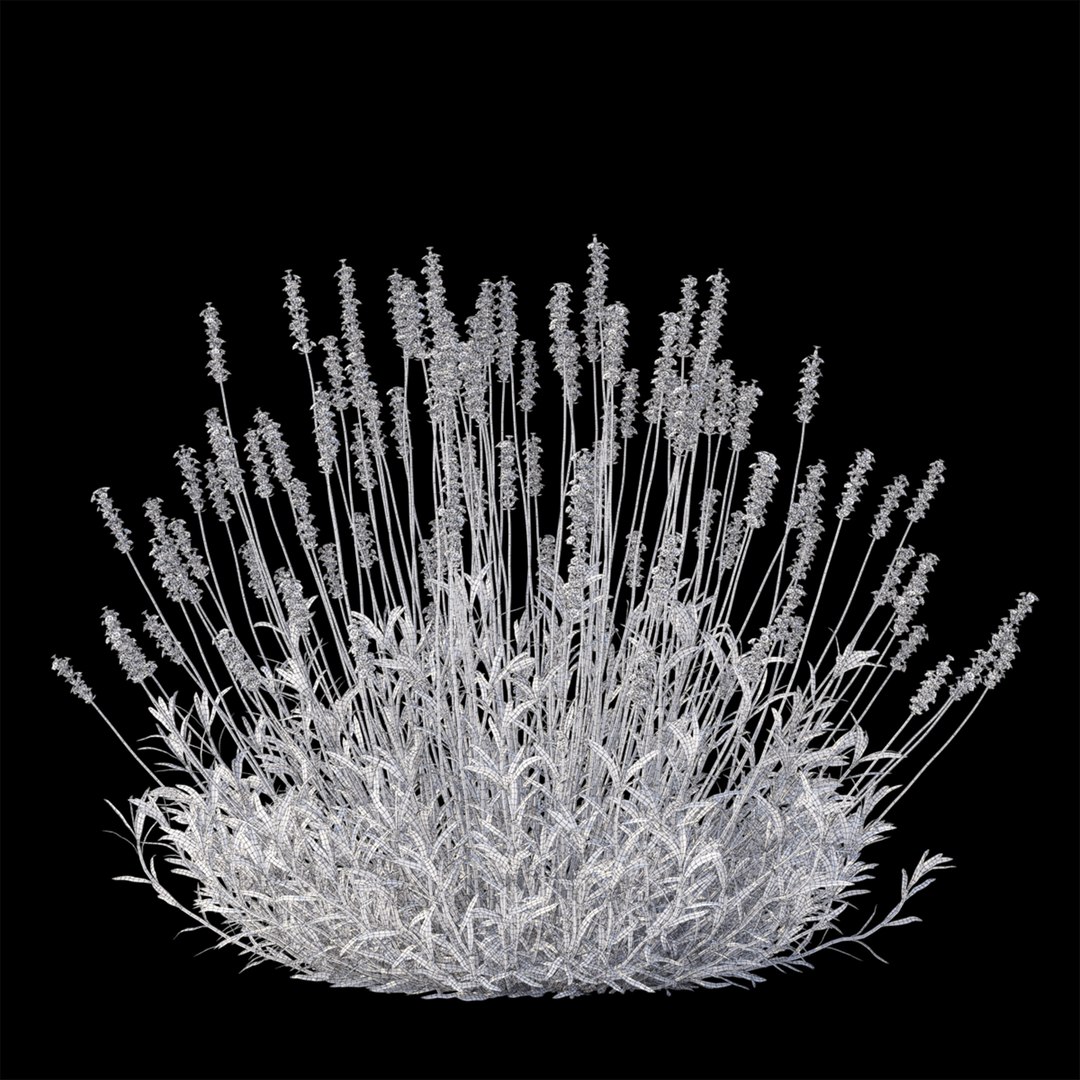 Lavandula angustifolia flower model https://p.turbosquid.com/ts-thumb/9o/ORYXmy/Qi/lavandula_angustifolia_view_03_1920x1920/jpg/1649168184/1920x1080/fit_q87/41dcb74fc5f5fa33444603b8ac224739133070fe/lavandula_angustifolia_view_03_1920x1920.jpg