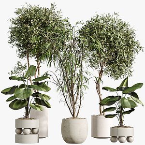 AV Indoor Plants Set 313 Licuala Palm and Olive Tree and Ficus Dracaena Marginata 3D