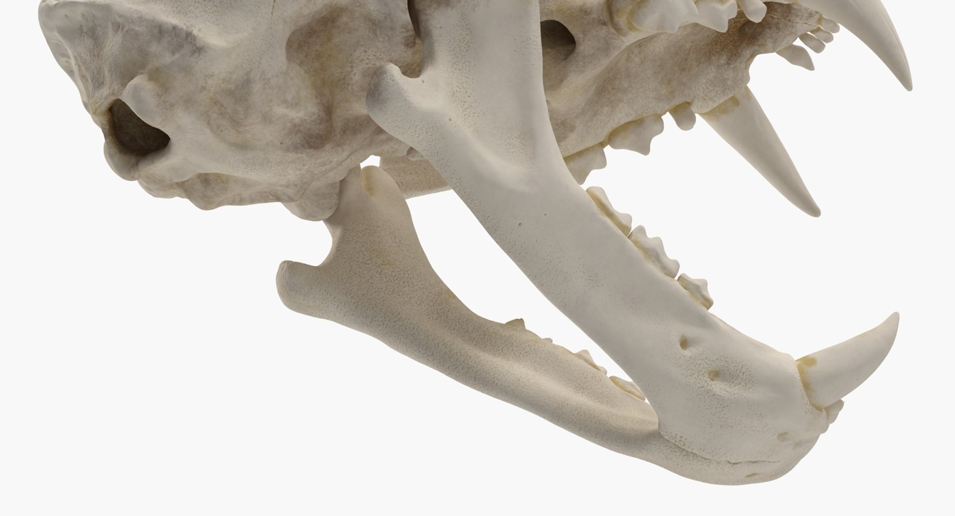 skulls 2 3D model https://p.turbosquid.com/ts-thumb/9o/oLrkNF/3H5LR1re/skullscollection23dmodel019/jpg/1545523902/1920x1080/fit_q87/1d50c65f1f822aaad9f41e74f0e2f7b693fc055d/skullscollection23dmodel019.jpg