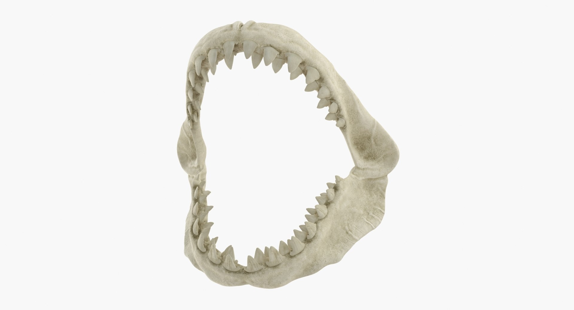 skulls 2 3D model https://p.turbosquid.com/ts-thumb/9o/oLrkNF/BVAbILaS/skullscollection23dmodel021/jpg/1545523912/1920x1080/fit_q87/fead855f691f91d7c630289d420a3f9311bd913d/skullscollection23dmodel021.jpg