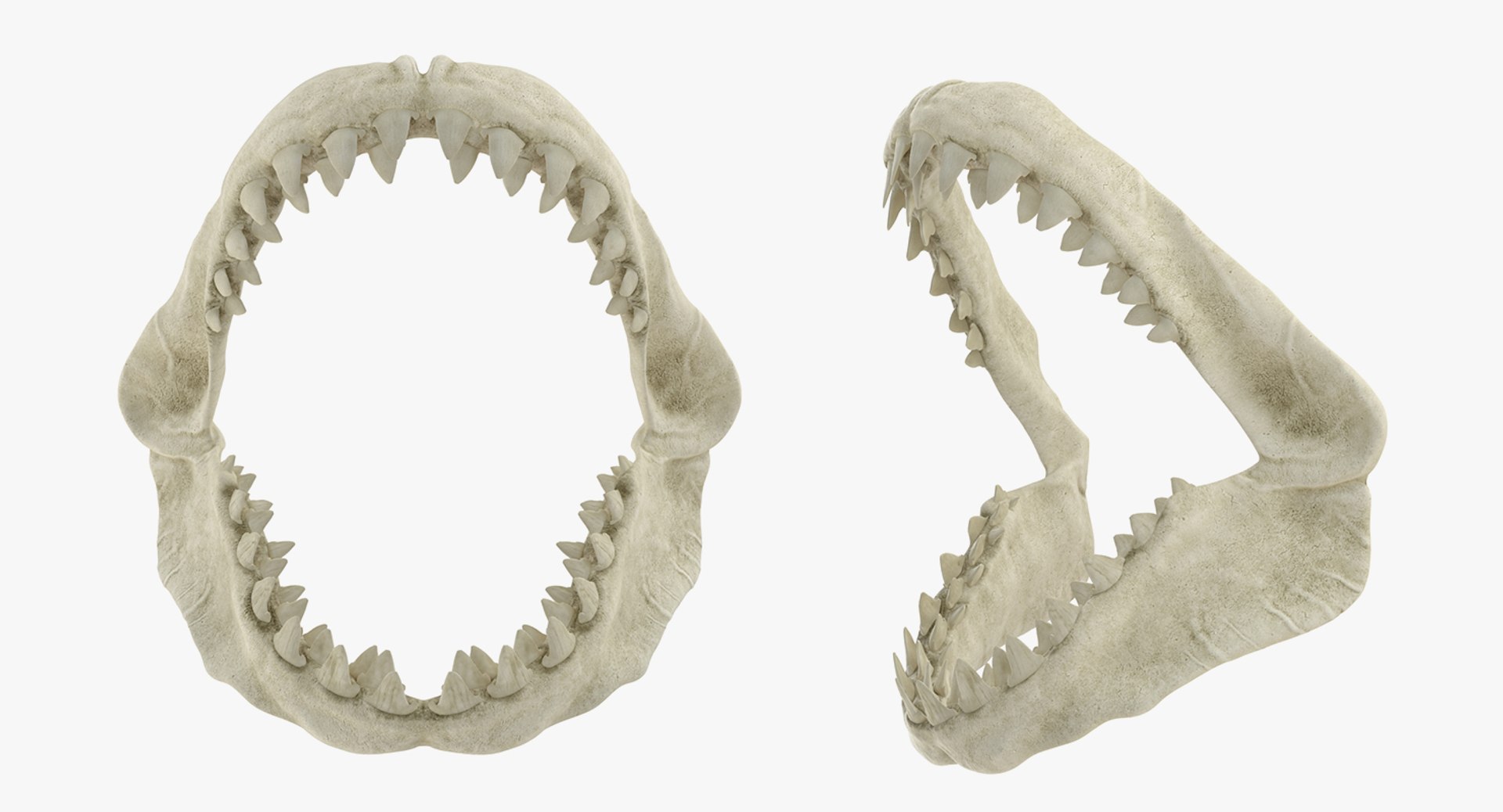 skulls 2 3D model https://p.turbosquid.com/ts-thumb/9o/oLrkNF/C6NQb1Bs/skullscollection23dmodel022/jpg/1545523918/1920x1080/fit_q87/5c1dbc1bac9cbc6a23edf70d5732ac2236347988/skullscollection23dmodel022.jpg