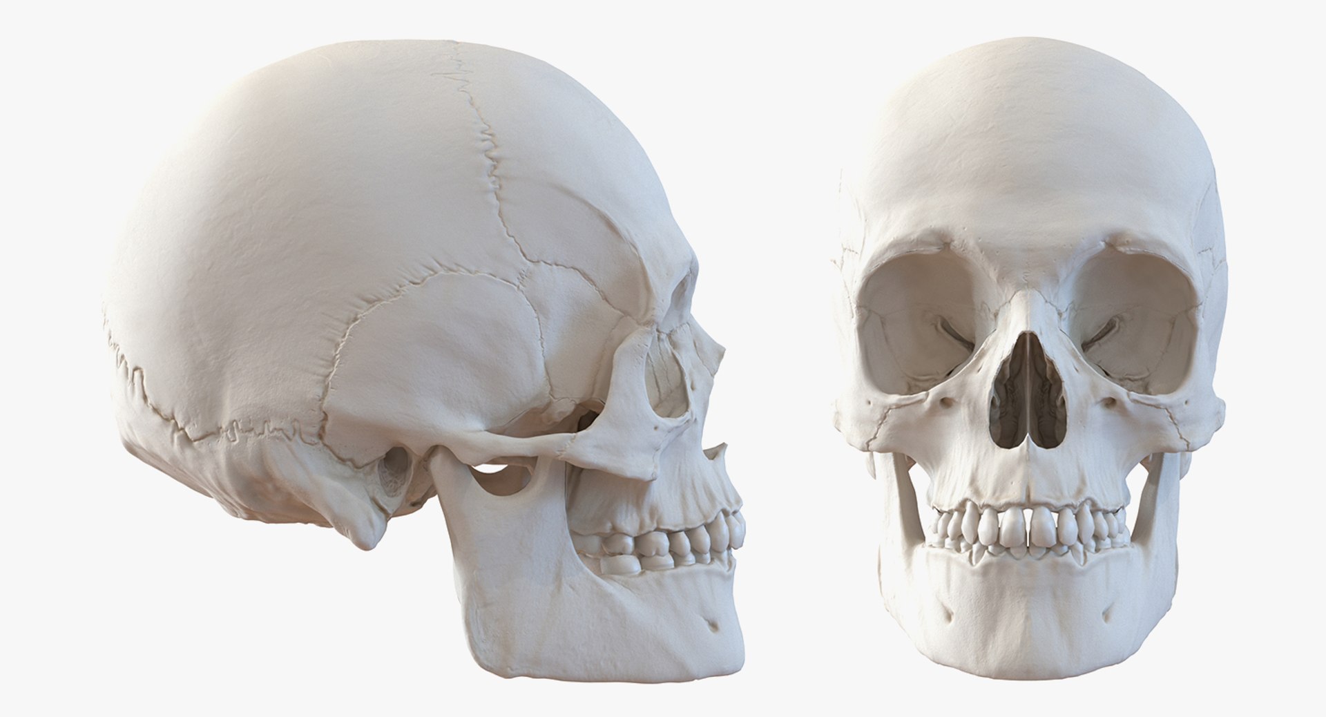 skulls 2 3D model https://p.turbosquid.com/ts-thumb/9o/oLrkNF/C8DMc4FR/skullscollection23dmodel025/jpg/1545523930/1920x1080/fit_q87/c59aada4d50e8c8e382d17cb8ef060087273c84f/skullscollection23dmodel025.jpg