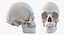 Skulls 3D Models Collection 2