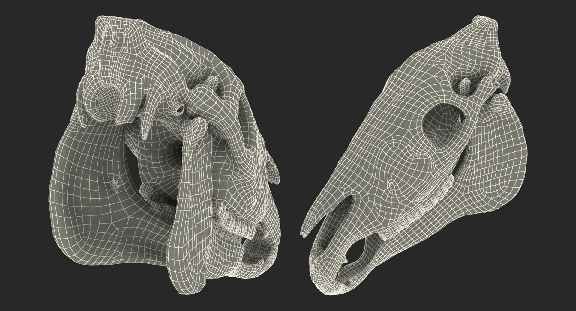 skulls 2 3D model https://p.turbosquid.com/ts-thumb/9o/oLrkNF/ClMAbI7t/skullscollection23dmodel028/jpg/1545523939/1920x1080/fit_q87/9af7cd58694b1a6f235c69caeeaaa9d1b163f140/skullscollection23dmodel028.jpg