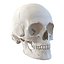 Skulls 3D Models Collection 2
