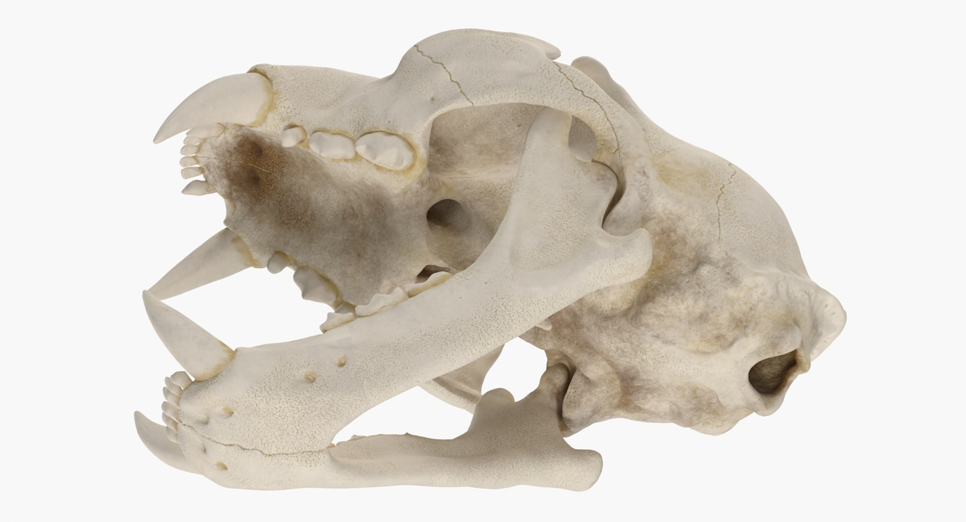 skulls 2 3D model https://p.turbosquid.com/ts-thumb/9o/oLrkNF/LCmCb3UC/skullscollection23dmodel017/jpg/1545523894/1920x1080/fit_q87/3d4b97b64a46070ae2eef29210d63c97f6365a84/skullscollection23dmodel017.jpg