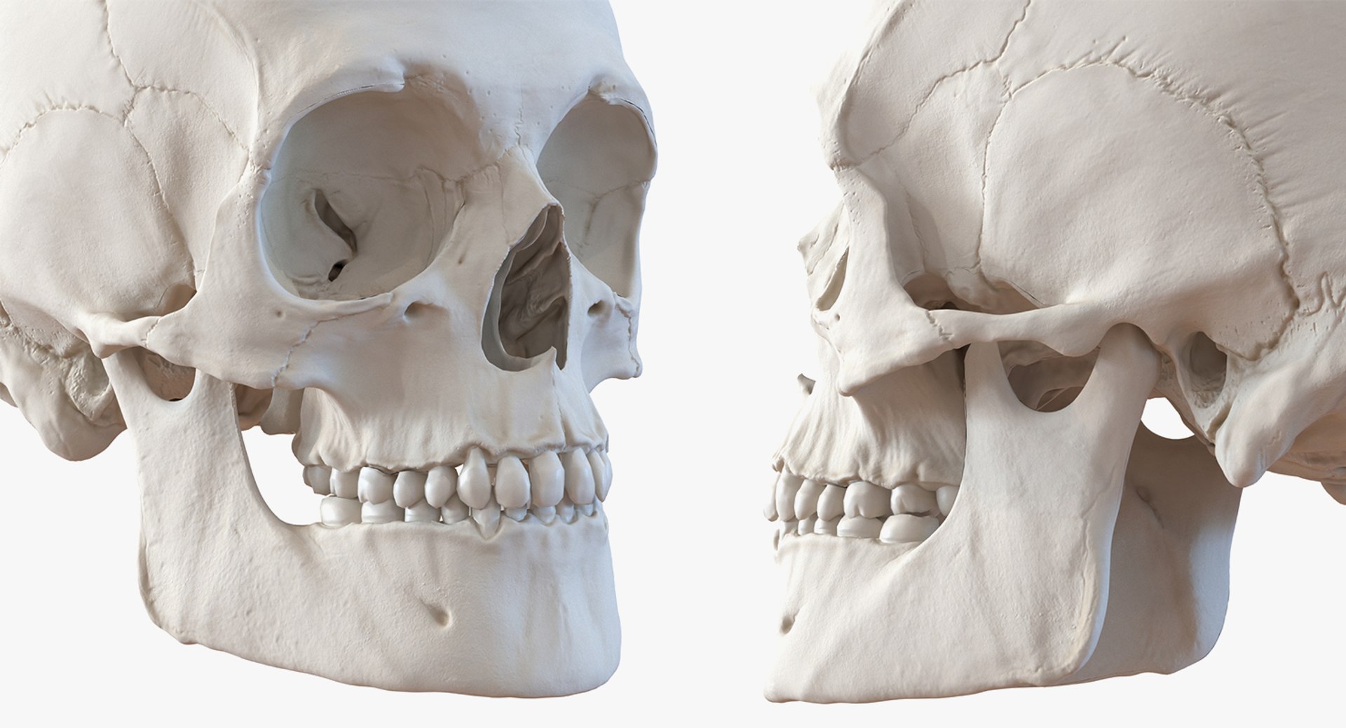 skulls 2 3D model https://p.turbosquid.com/ts-thumb/9o/oLrkNF/OXbqEPA7/skullscollection23dmodel026/jpg/1545523933/1920x1080/fit_q87/ef5bc60efb6340d031dc987c505662faa4b16105/skullscollection23dmodel026.jpg