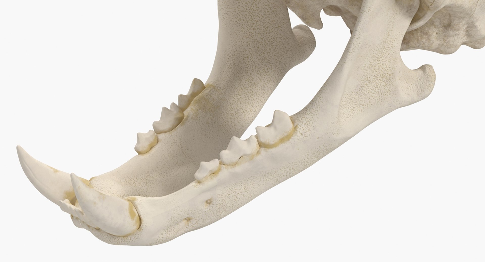 skulls 2 3D model https://p.turbosquid.com/ts-thumb/9o/oLrkNF/QRF5wmZY/skullscollection23dmodel020/jpg/1545523907/1920x1080/fit_q87/1f99d647b9d724aa24b2b9607712ff2f1d13d9fb/skullscollection23dmodel020.jpg