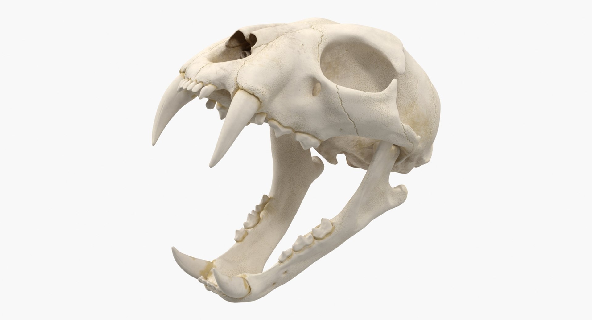 skulls 2 3D model https://p.turbosquid.com/ts-thumb/9o/oLrkNF/Tkr6FkWf/skullscollection23dmodel013/jpg/1545523881/1920x1080/fit_q87/f93783bf4183399a32d34b9c241a143c8dd0e4c8/skullscollection23dmodel013.jpg