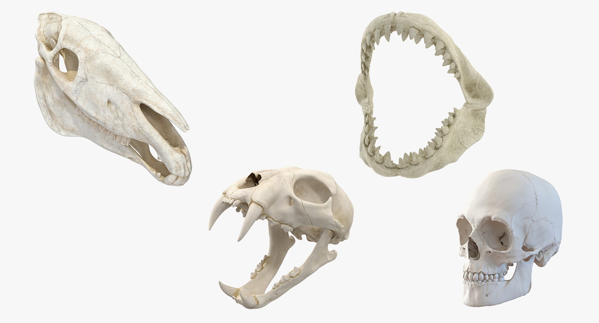 skulls 2 3D model https://p.turbosquid.com/ts-thumb/9o/oLrkNF/hsUbrfh6/skullscollection23dmodel002/jpg/1545523842/1920x1080/fit_q87/afc86e1608e5c119cf4055f3b1e77e4aa357fc6d/skullscollection23dmodel002.jpg