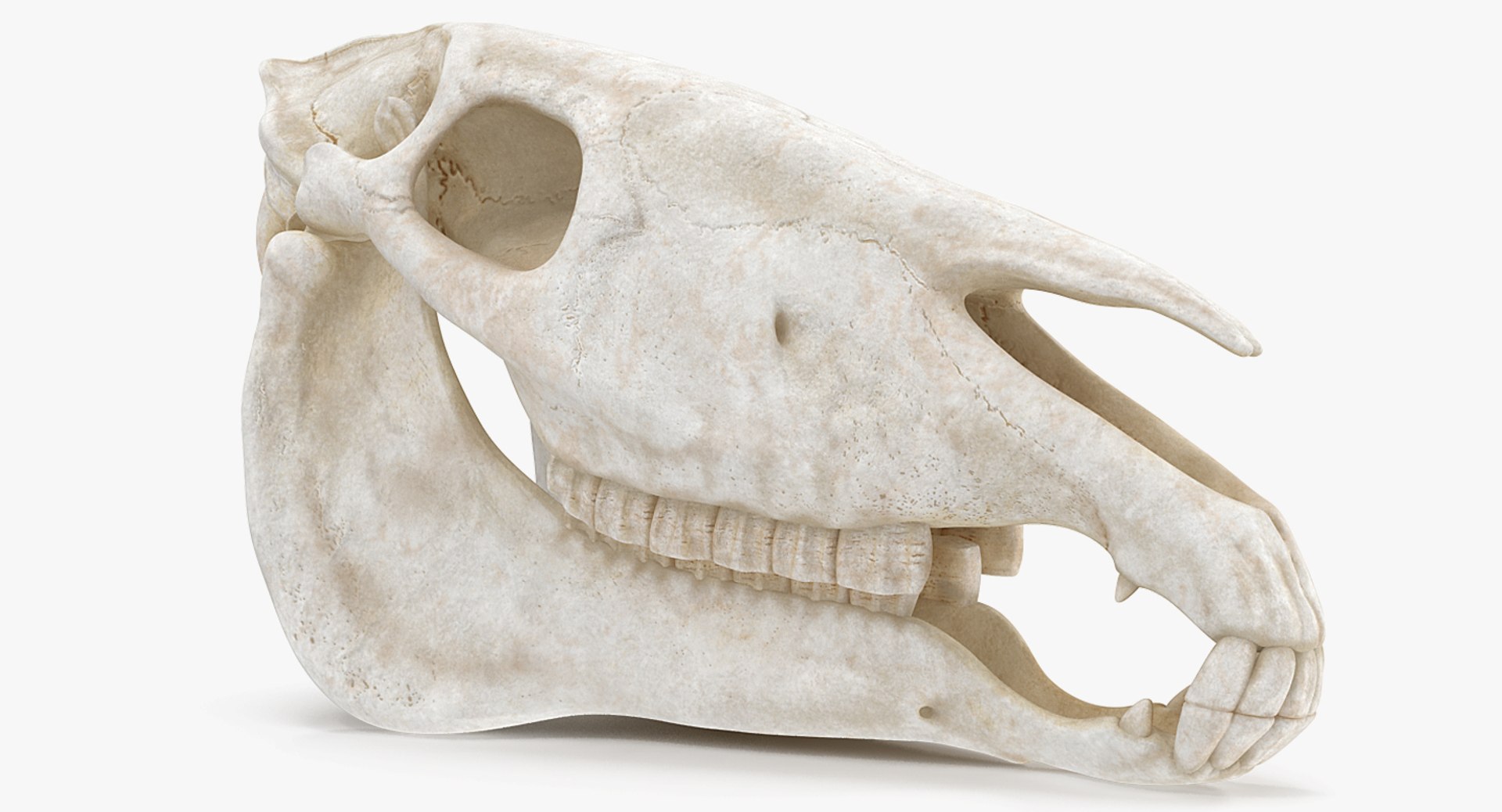 skulls 2 3D model https://p.turbosquid.com/ts-thumb/9o/oLrkNF/iOrTKqNx/skullscollection23dmodel006/jpg/1545523857/1920x1080/fit_q87/69efb72328033a428c664170527f1ba499d4528b/skullscollection23dmodel006.jpg