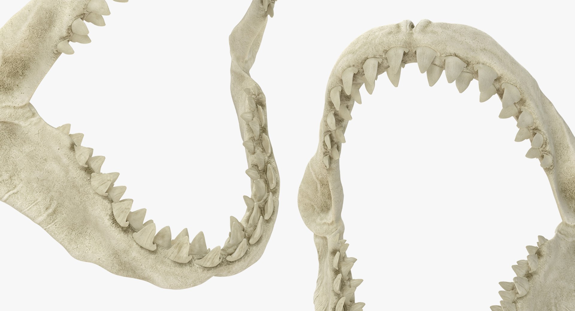 skulls 2 3D model https://p.turbosquid.com/ts-thumb/9o/oLrkNF/lMOCDtwg/skullscollection23dmodel023/jpg/1545523922/1920x1080/fit_q87/1df4c4f5133cf870361c6007478052f437b2019b/skullscollection23dmodel023.jpg