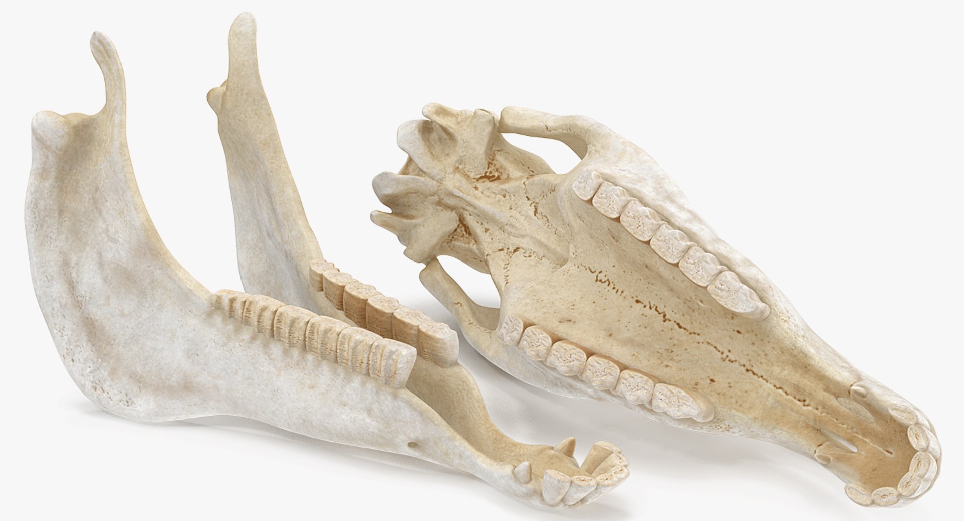 skulls 2 3D model https://p.turbosquid.com/ts-thumb/9o/oLrkNF/nbMOay38/skullscollection23dmodel008/jpg/1545523866/1920x1080/fit_q87/9e5505bea617faee823ece913ffacdc91c5ba76c/skullscollection23dmodel008.jpg