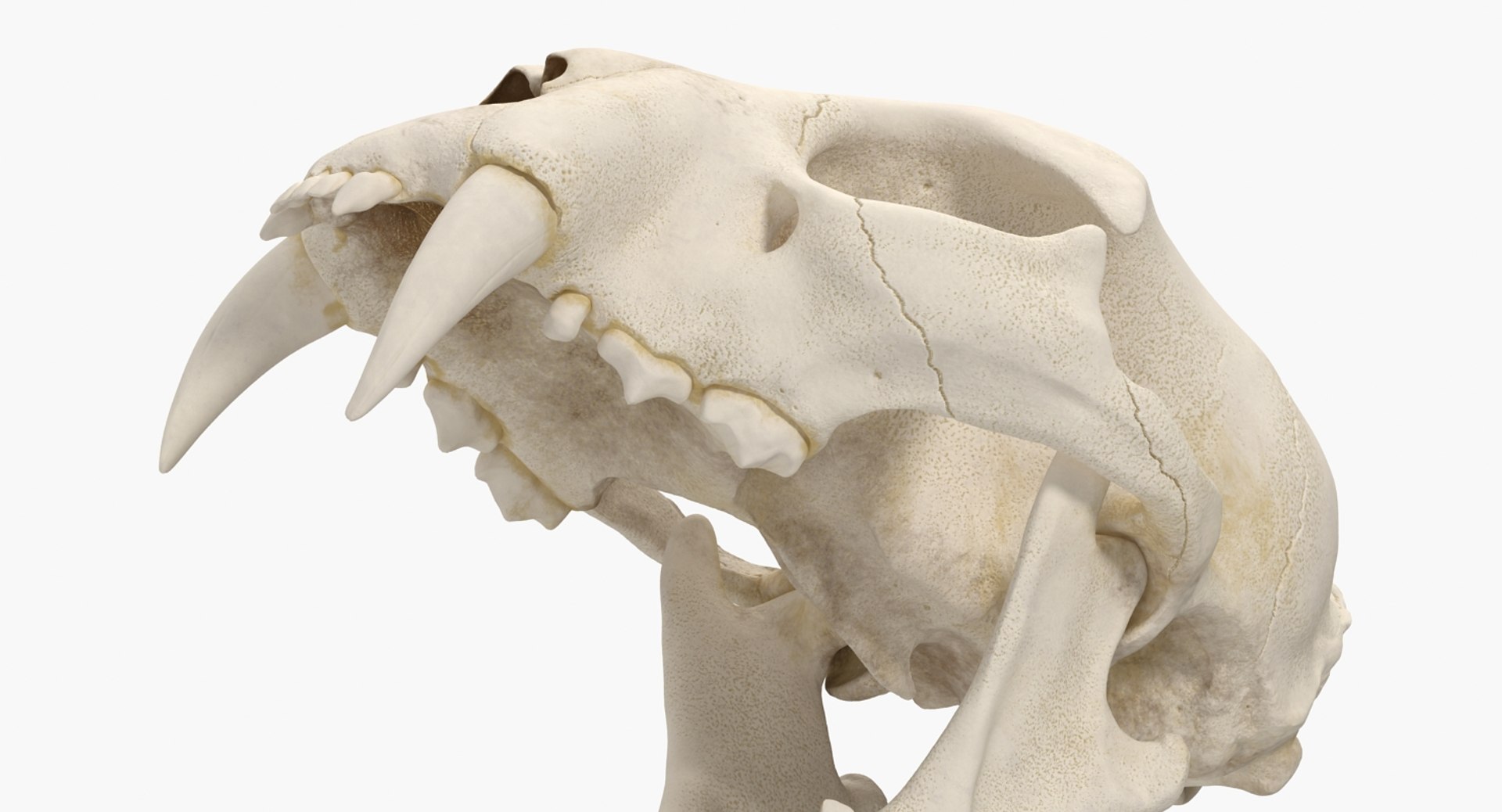 skulls 2 3D model https://p.turbosquid.com/ts-thumb/9o/oLrkNF/oHjQPVUm/skullscollection23dmodel018/jpg/1545523897/1920x1080/fit_q87/9f59354aaf6df301b090c580c8f8df1f2f7cab5c/skullscollection23dmodel018.jpg