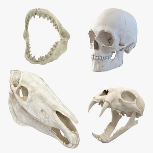skulls 2 3D model