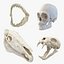 Skulls 3D Models Collection 2