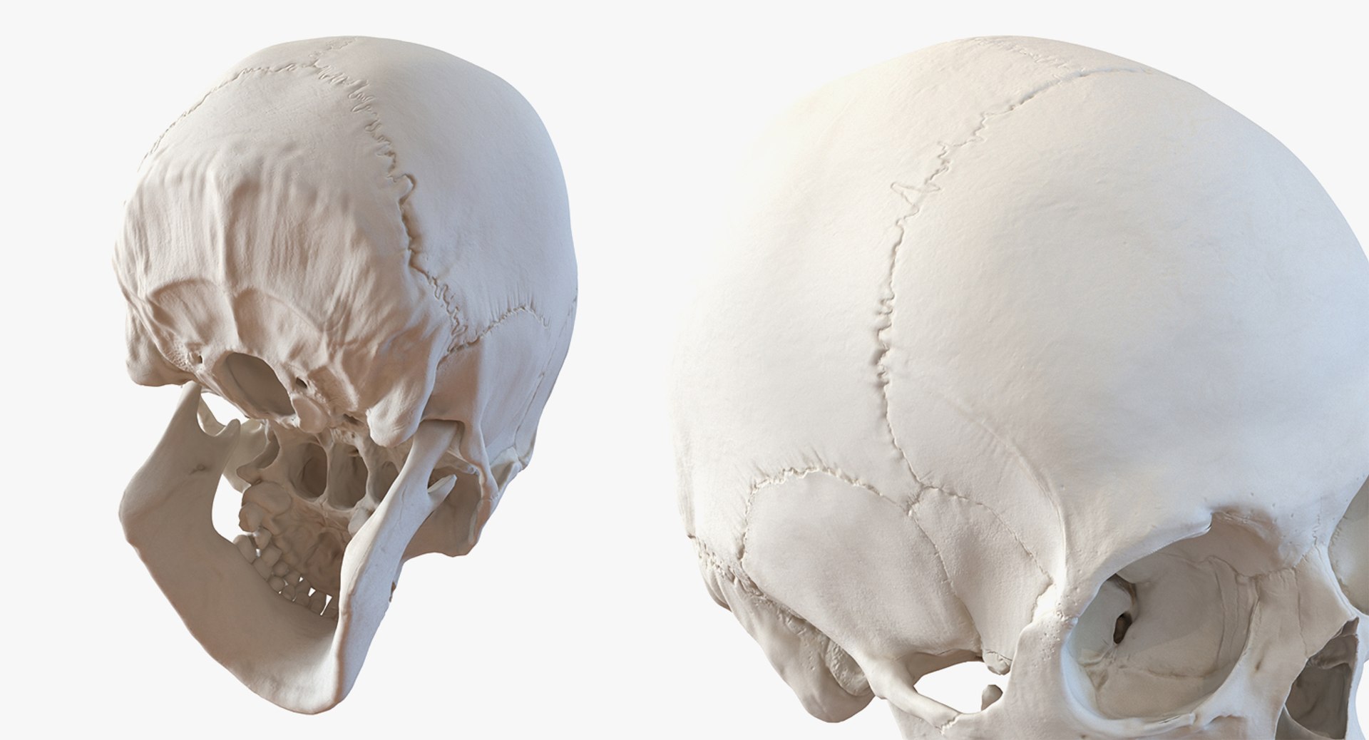 skulls 2 3D model https://p.turbosquid.com/ts-thumb/9o/oLrkNF/u2evygIz/skullscollection23dmodel027/jpg/1545523936/1920x1080/fit_q87/7ab806496c954f7464e3e2a68dd12094af8853a3/skullscollection23dmodel027.jpg