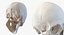 Skulls 3D Models Collection 2