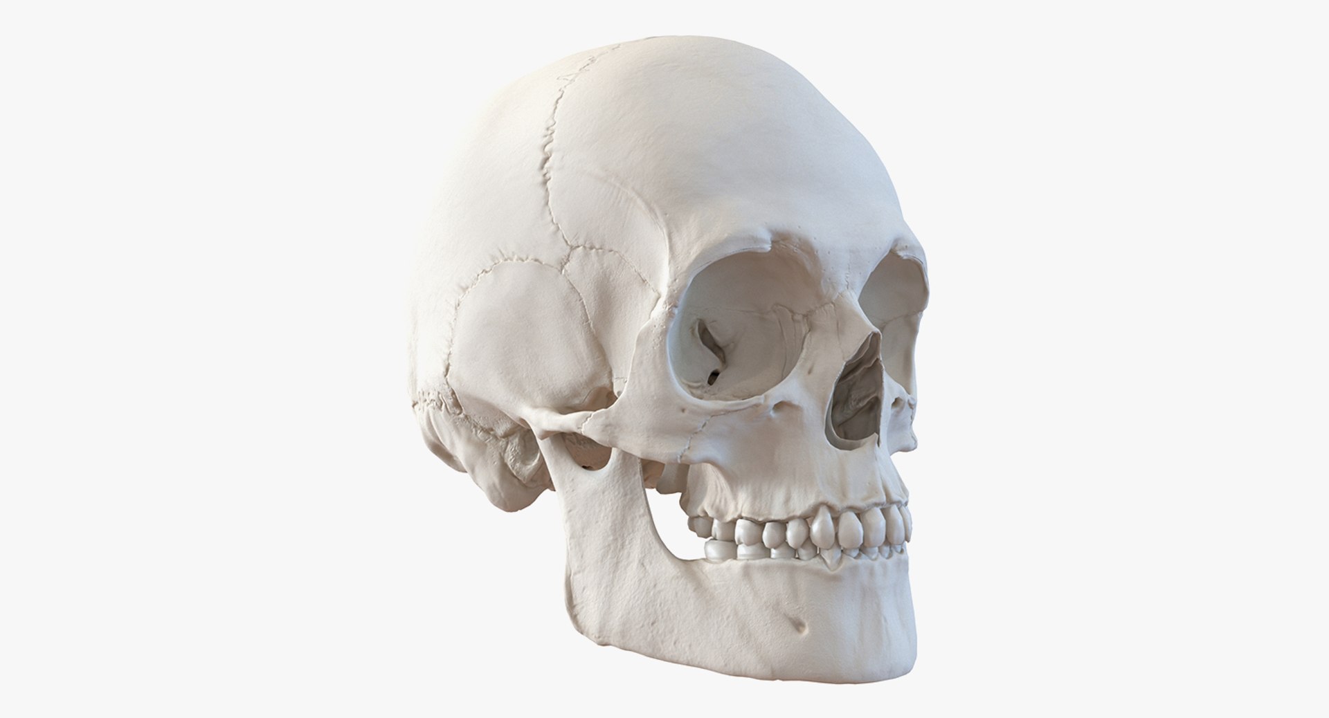 skulls 2 3D model https://p.turbosquid.com/ts-thumb/9o/oLrkNF/z4N5gnFE/skullscollection23dmodel024/jpg/1545523926/1920x1080/fit_q87/ef9be9552f57eb363e01c556ced32892a5ceff81/skullscollection23dmodel024.jpg