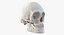 Skulls 3D Models Collection 2