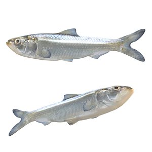 3D Skipjack Herring fish