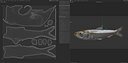 Skipjack Herring fish