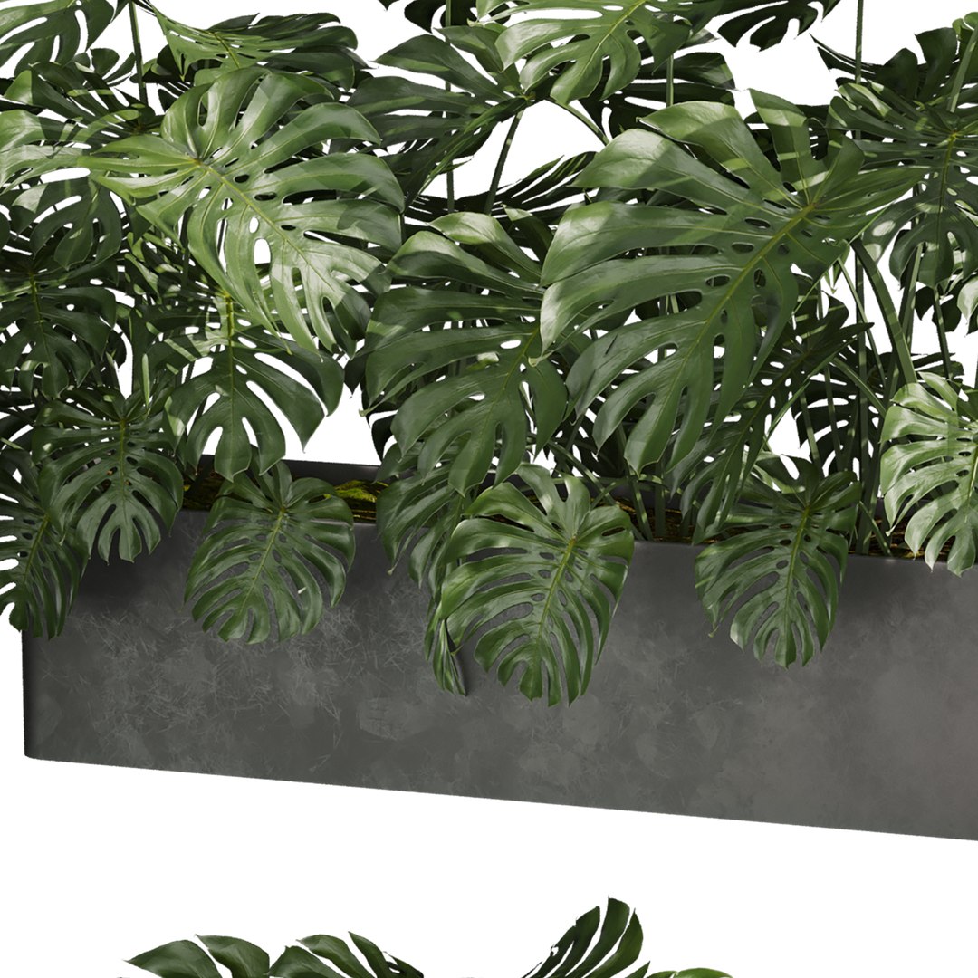 3D plant vol 889 - indoor - monstera model https://p.turbosquid.com/ts-thumb/9o/q3snAH/Dx/5/jpg/1780845607/1920x1080/fit_q87/83d0c0b38d15f88f321cb13366091c25ca794afa/5.jpg