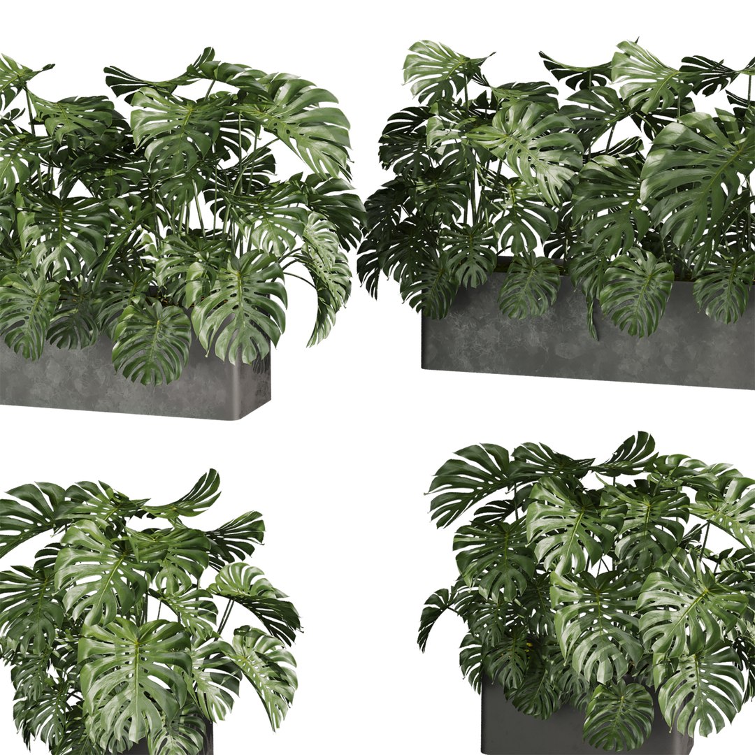 3D plant vol 889 - indoor - monstera model https://p.turbosquid.com/ts-thumb/9o/q3snAH/L5/2/jpg/1780845607/1920x1080/fit_q87/3c00cf46ea9cbc884029e4bfc9b6a3bdd43cc1ad/2.jpg