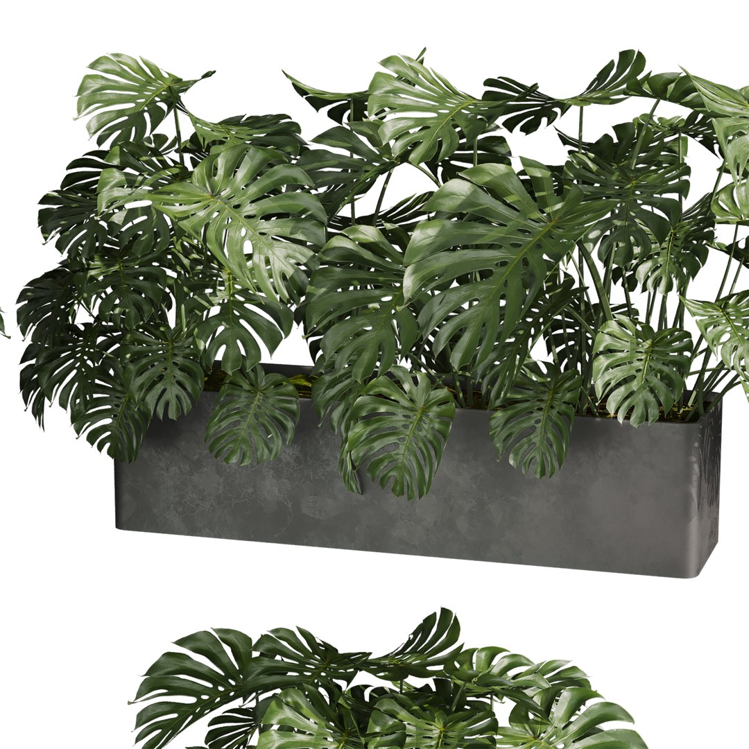 3D plant vol 889 - indoor - monstera model https://p.turbosquid.com/ts-thumb/9o/q3snAH/O6/3/jpg/1780845607/1920x1080/fit_q87/43e1306f9250800b40deb72da52577685dd47ad1/3.jpg