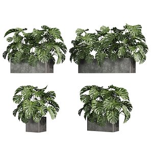 3D plant vol 889 - indoor - monstera model