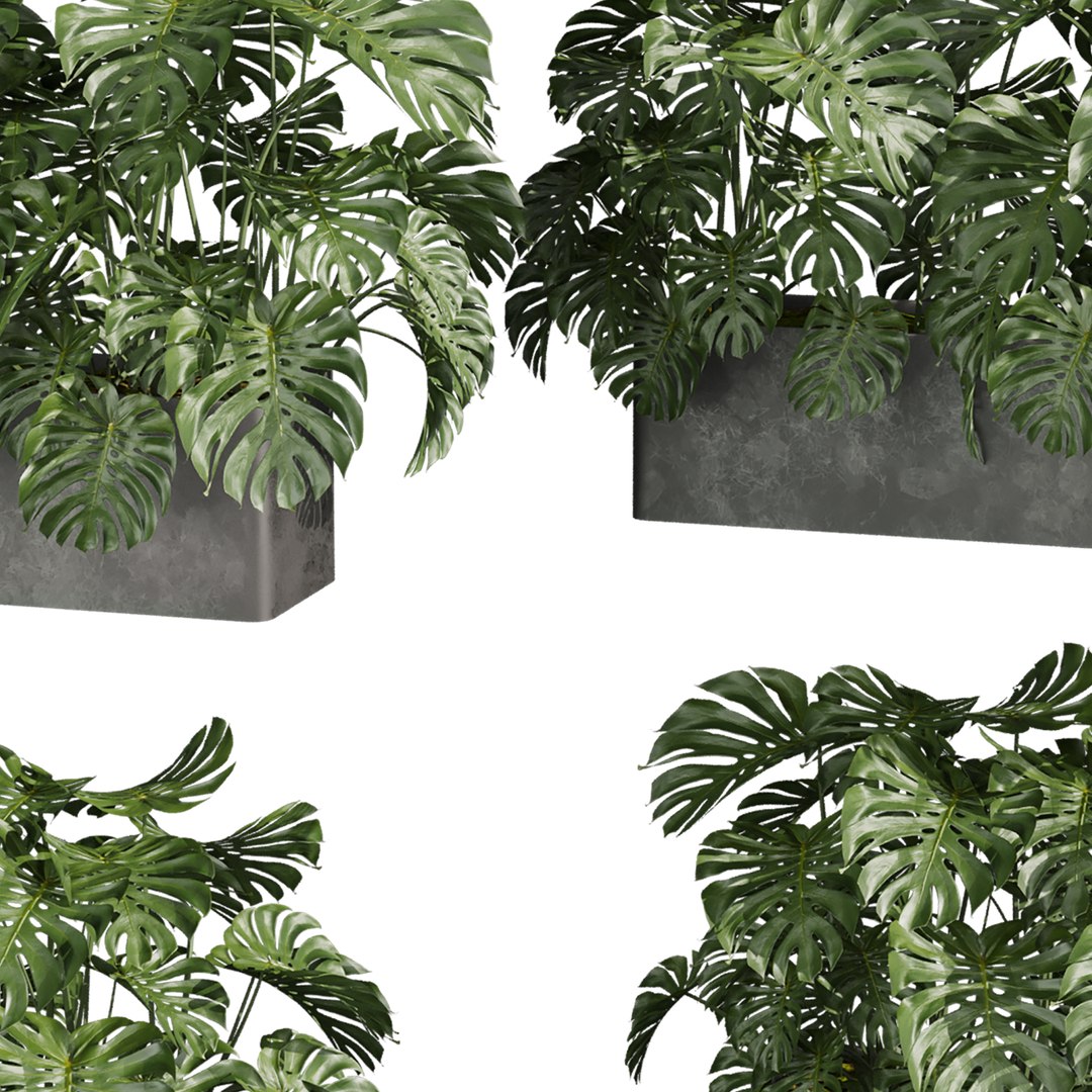 3D plant vol 889 - indoor - monstera model https://p.turbosquid.com/ts-thumb/9o/q3snAH/mV/4/jpg/1780845607/1920x1080/fit_q87/e0eb4452a61afa719dbbe76a7edb3c9b05ba9c28/4.jpg